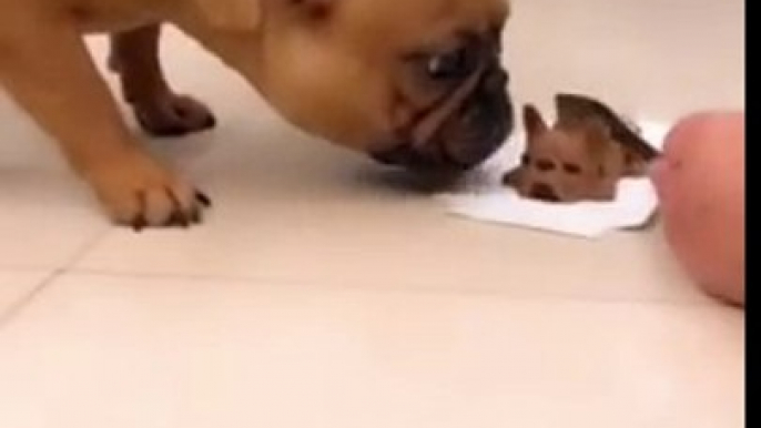 Dog Witnessed 'Cutting Dog Head'