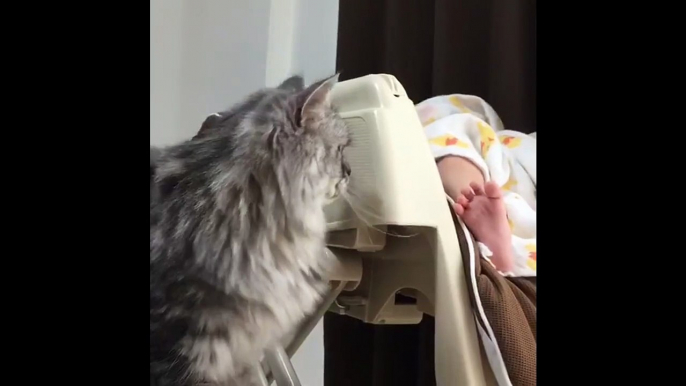 【Video】Munchkin, a very gentle cat, plays with a sleeping baby's foot without scratching or hurting her in any way. (Video: VCG)