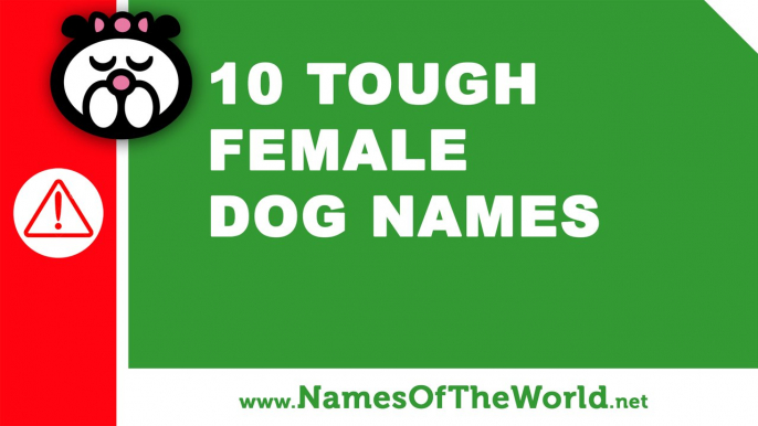 10 tough female dogs names - the best pet names - www.namesoftheworld.net