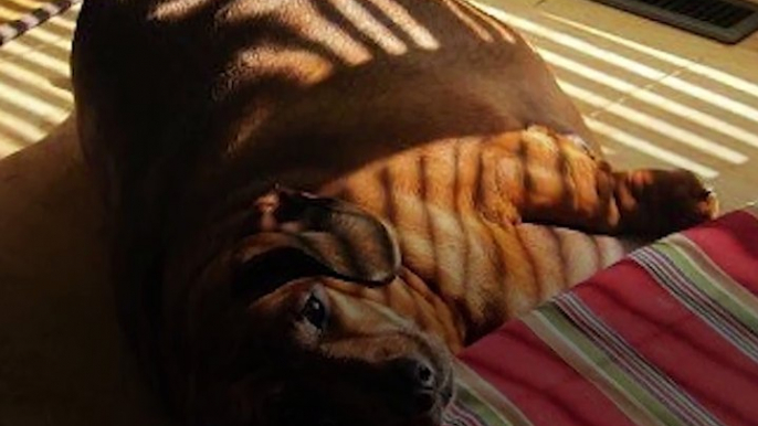 This dachshund weighed 77 pounds when he was rescued — look at him now!