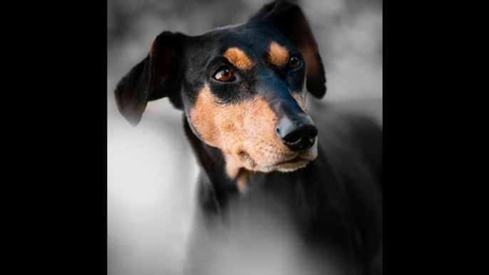 ¿Por qué no debes mirar fijamente a los ojos a un perro?