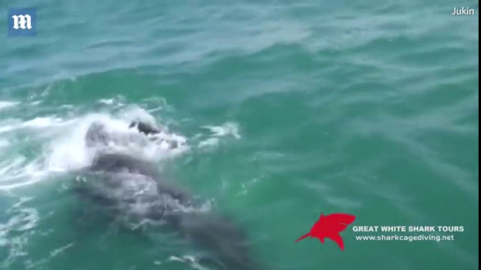 Cette otarie passe un sale moment, poursuivie par un grand requin blanc