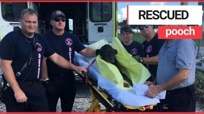 Abused dog dumped in canal and left for dead rescued by a firefighter | SWNS TV