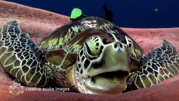 Avez-vous déjà vu une tortue de mer qui se prépare à faire la sieste