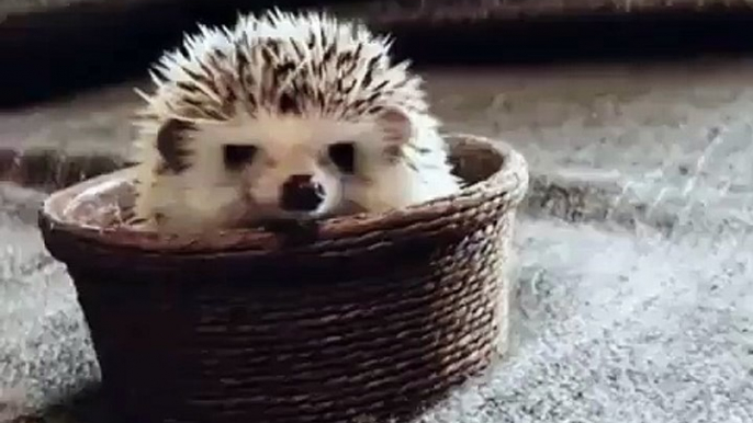 Cute Hedgehog sitting in his plate in the living room