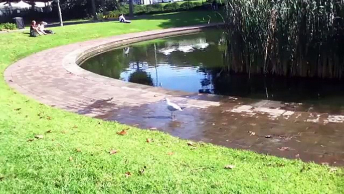 Happy Seagull’s Tap Dance