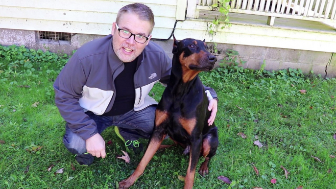 Amazing Magic Tricks with Doberman Pinscher