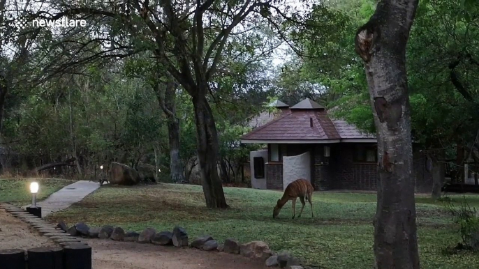 Savage moment leopard mauls antelope to death