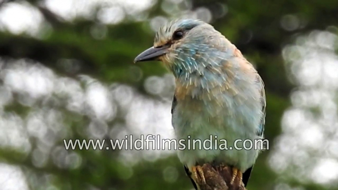 European Roller - not the Indian Blue Jay but as delicate and pretty a bird