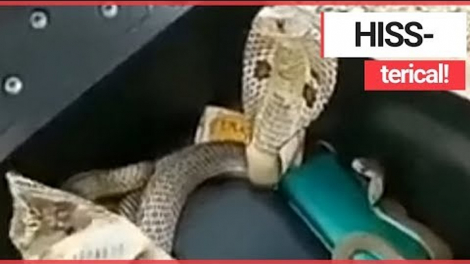 Biker Lifts Scooter Seat and Finds THREE COBRAS! | SWNS TV