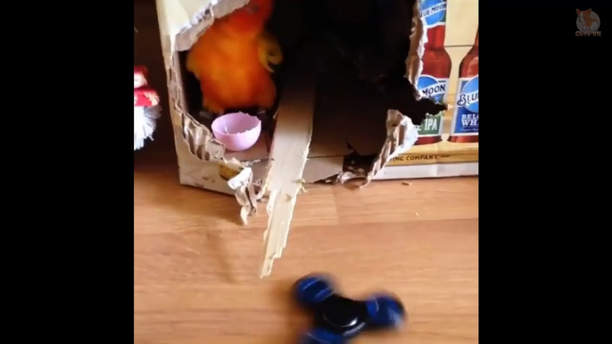 ???? Cute Parrots Doing Funny Things #4 - ???? Cutest Parrots In The World 2018