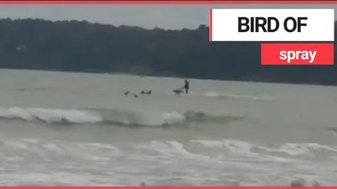 Jet-skier filmed chasing vulnerable migratory birds through shallow water | SWNS TV
