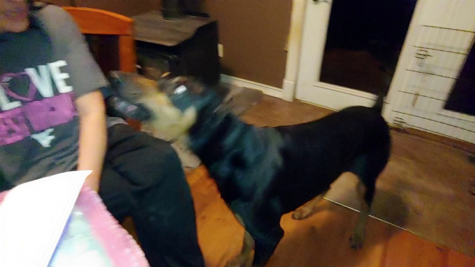 Doberman insists on getting Halloween candy