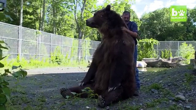 Very Big Bear Family Dog You Never Seen Before