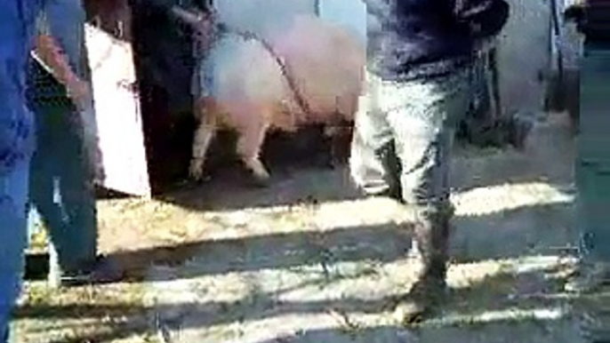 Le tue cochon dans le tarn