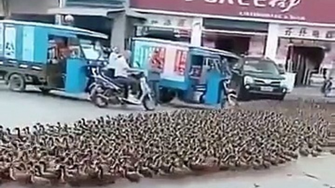 Il promène des milliers de canards dans les rues comme un troupeau !