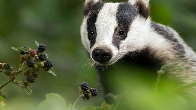 BBC Radio Cornwall - Julie Skentelbery & James Churchfield 7Nov18 - Dominic Dyer discusses the badger cull