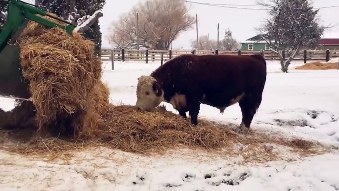 Un Taureau s'amuse avec une botte de foin !