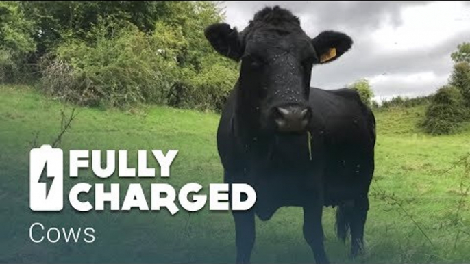 Cows | Fully Charged