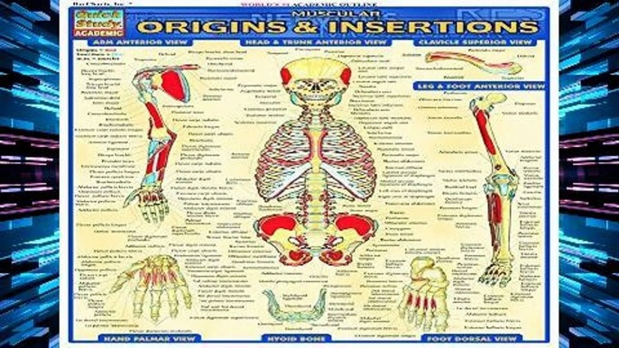 F.R.E.E [D.O.W.N.L.O.A.D] Muscular Origins   Insertions (Quickstudy: Academic) [E.B.O.O.K]