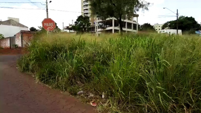 Internauta reclama de mato alto no Bairro Coqueiral