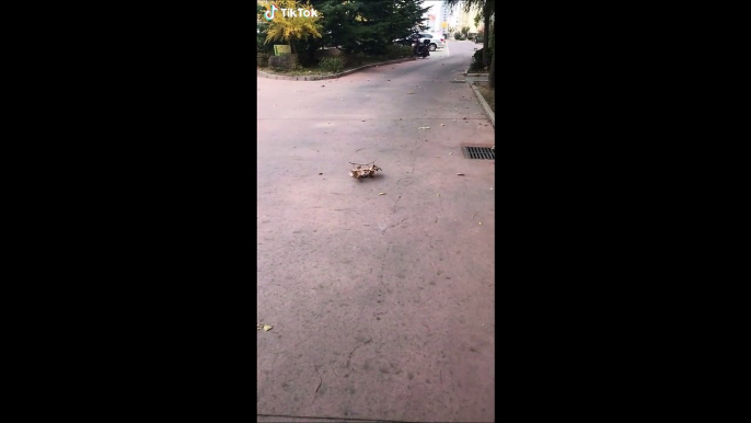 Une branche se promène dans la rue... Bizarre comme animal