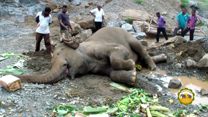 Blind elephant fallen from the top of a rock !