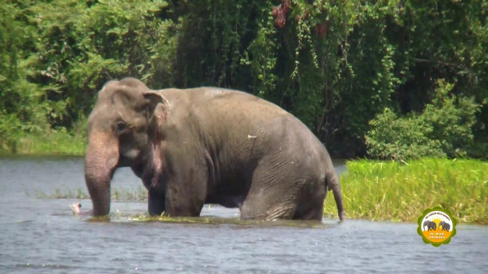 Injured wild elephant !