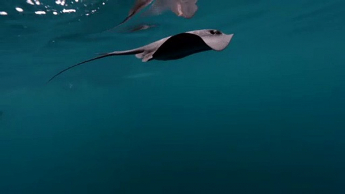 Killer whale hits stingray with its fin
