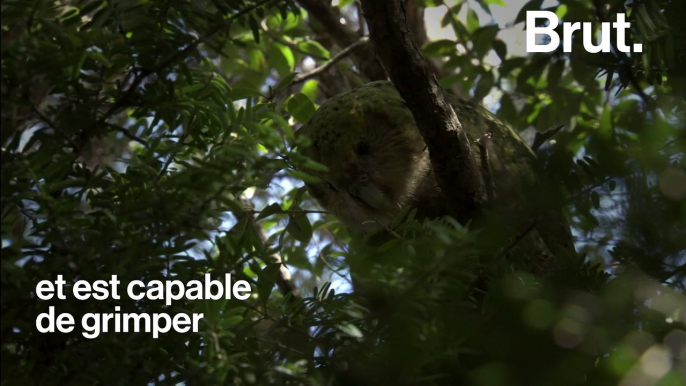 Le kakapo de Nouvelle-Zélande est menacé