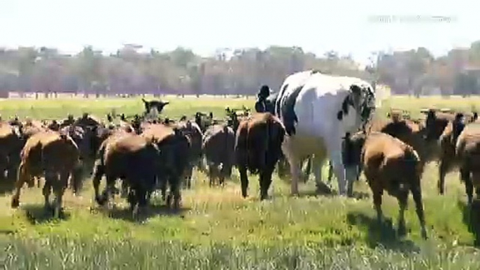 Move over Knickers, a California cow is taller