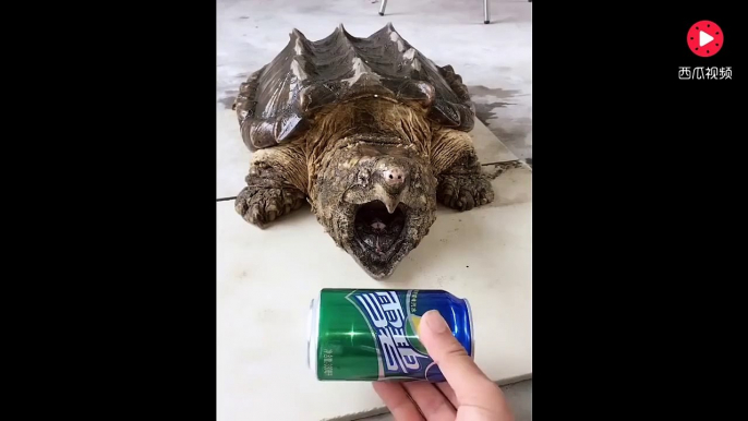 Cette tortue serpentine peut broyer n'importe quoi avec sa mâchoire surpuissante