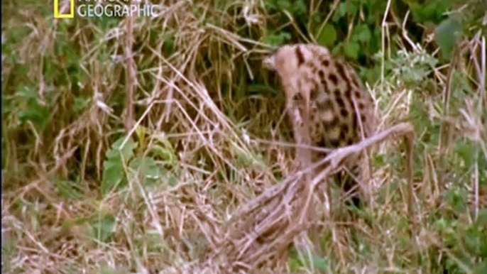 Documental Paraisos terrenales Ngorongoro, la cuna de la vida - DOCUMENTALES -DOCUMENTALES NATIONAL GEOGRAPHIC -naturaleza