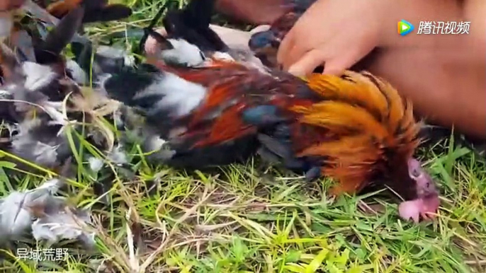 Wild Survival Skills - Fat Uncle catches wild chickens for quick plucking, firing and roasting