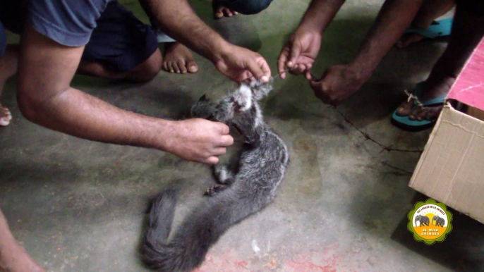 The wounded flying squirrel treated by wildlife officers !