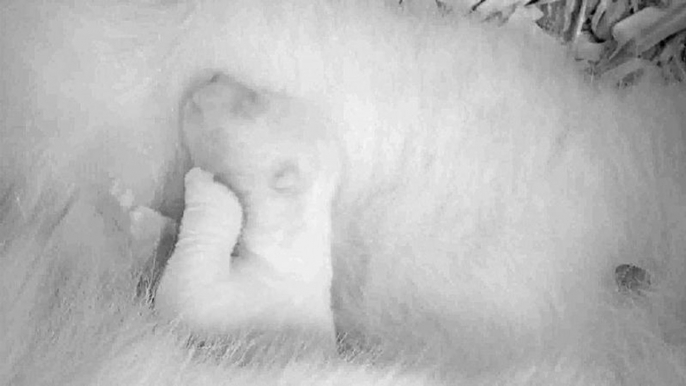 German zoo releases new footage of polar bear cub