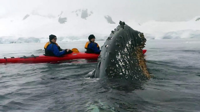 Ballena se acerca de estos turistas en kayak