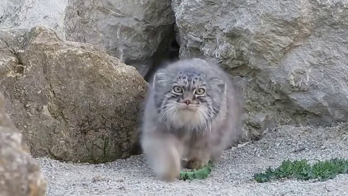 Curieux, ce chat sauvage se colle à la caméra !