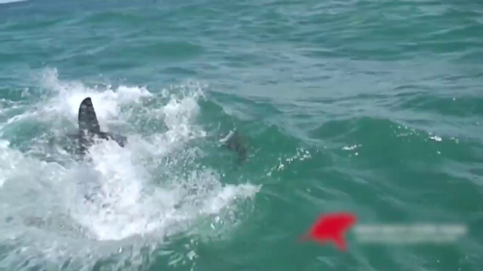 Cette otarie ne peut rien faire face à un grand requin blanc...