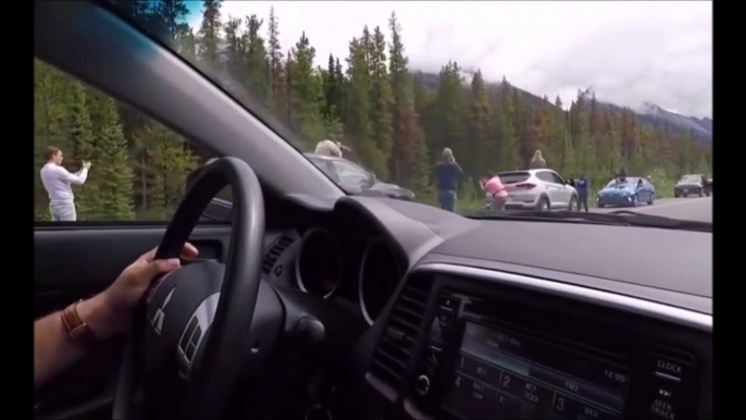 Cette touriste sort de sa voiture pour photographier un ours... Mauvaise idée