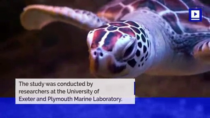 Microplastics Found in Every Sea Turtle of New Study