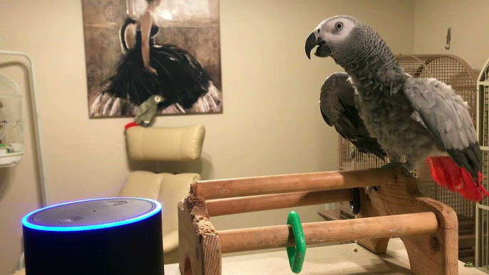 See how a clever parrot got Alexa to play a song by the White Stripes