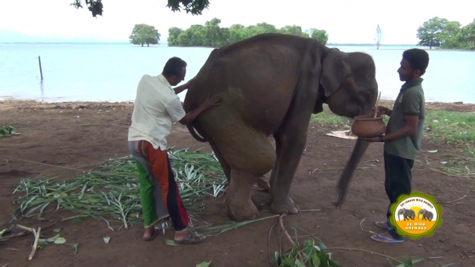 The wounded elephant treated by wildlife officers !