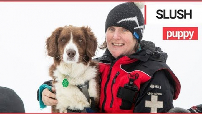 UK's First Avalanche Rescue Dog | SWNS TV