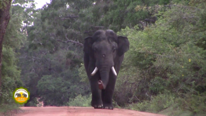 Beautiful tusker at the Yala national park ( Sri Lanka )