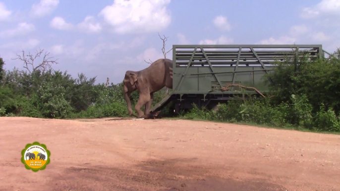 Release of a massive elephant !