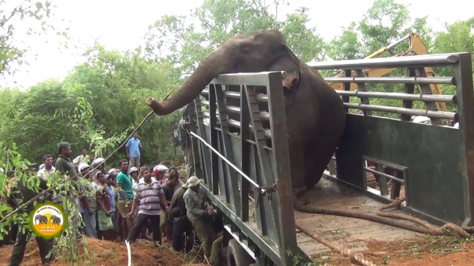 Massive elephant captured from Nikawaratiya !