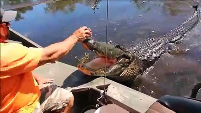 Il donne à manger à un énorme alligator sauvage depuis son bateau