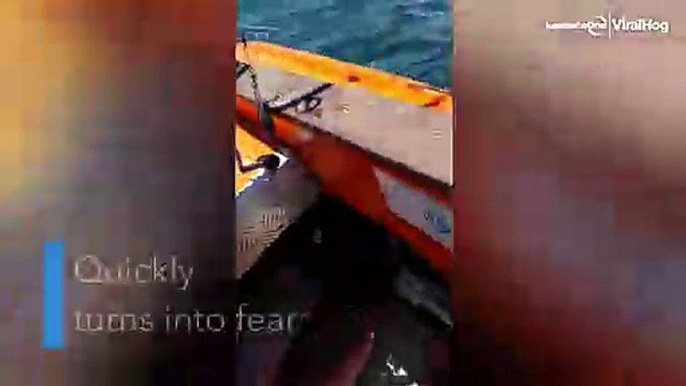Pod Of Orcas Attack Boat