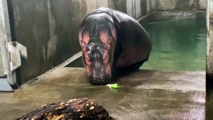 Nearly Half-Ton Baby Hippo Beats The Odds